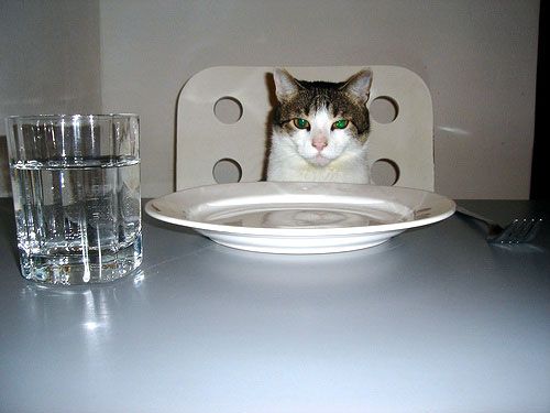 Народный котомет на фторинег