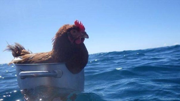 Порция абсурдного юмора на следующую неделю