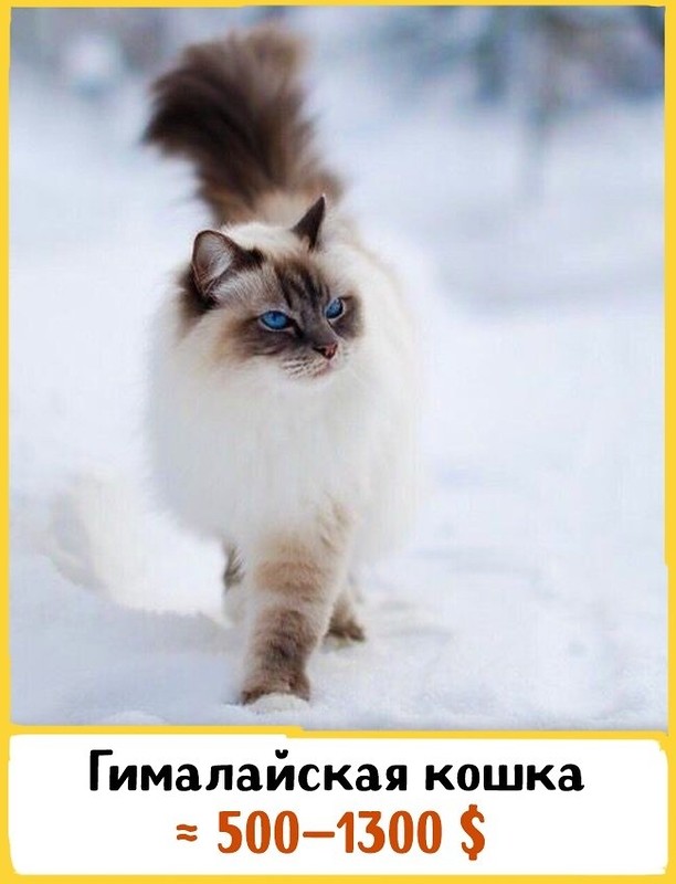 19 шикарных кошек, которые стоят целое состояние