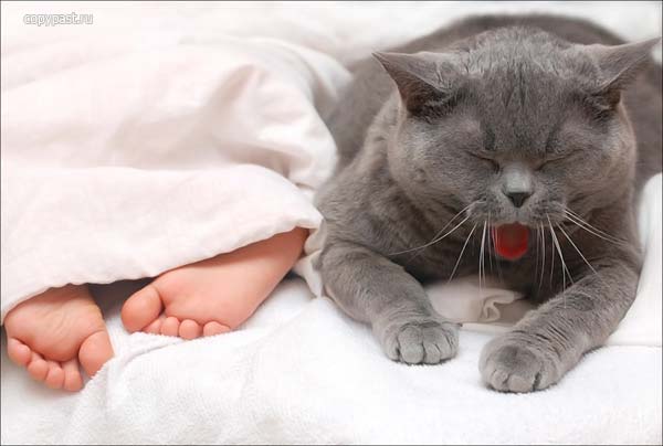 Коты попавшие в непростую жизненную ситуацию