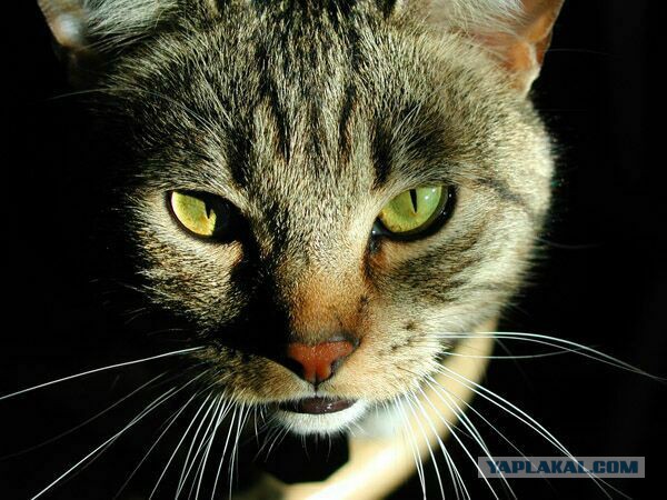 Мой кот и кот тёщи
