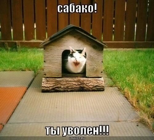 Картинки всякие для поднятия настроения
