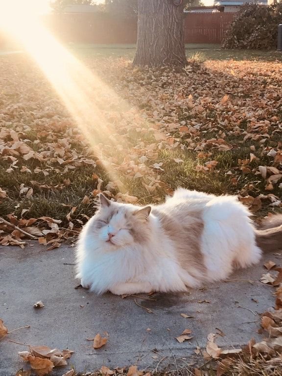 Коты и Кошки