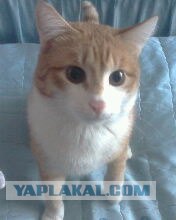 Котовторник на ЯПлакалъ