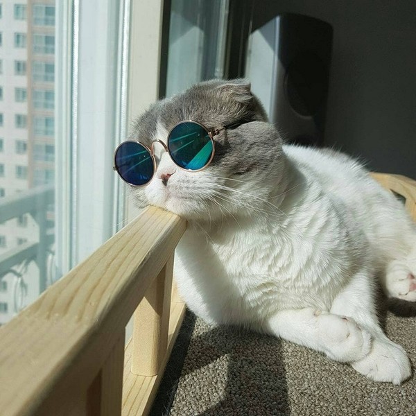 Прикольных котов пост