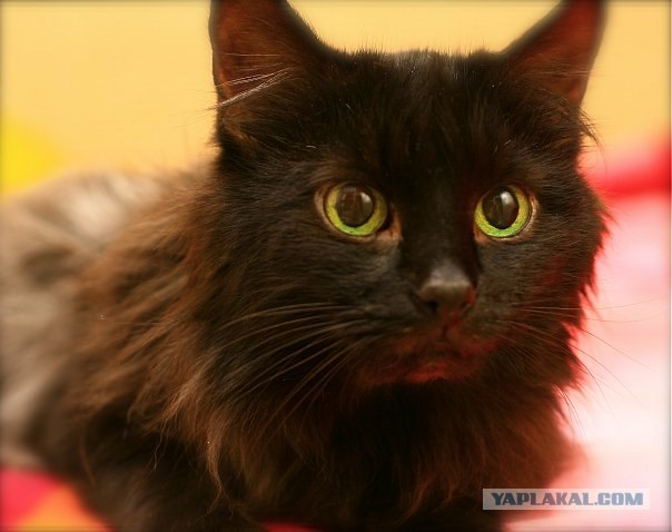 Котовторник на 1-е июня