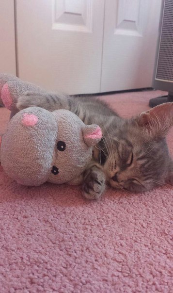 Прикольных котов пост