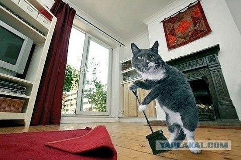 Кот Антониево-Сийского монастыря