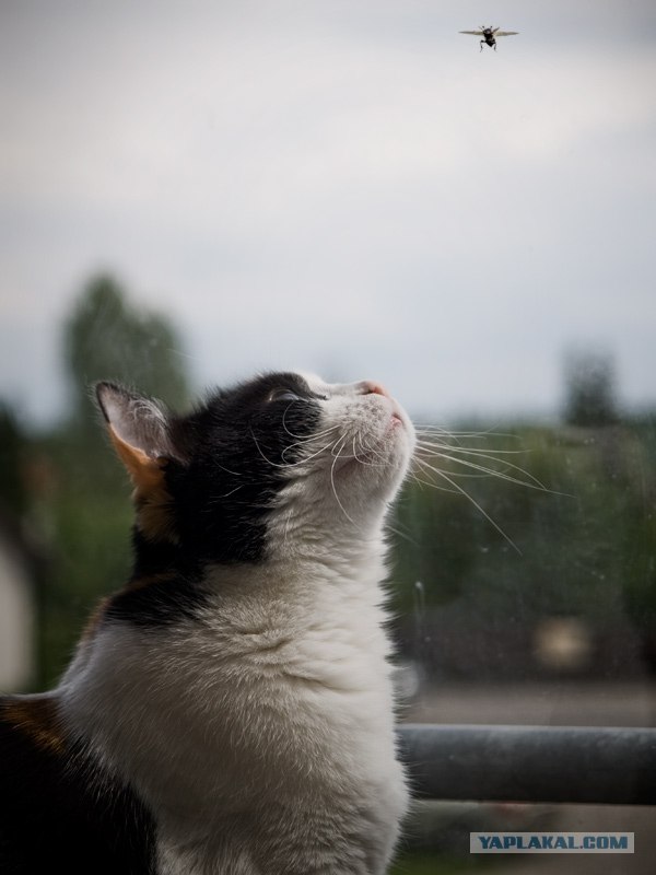 Котовторник! 08.11.11