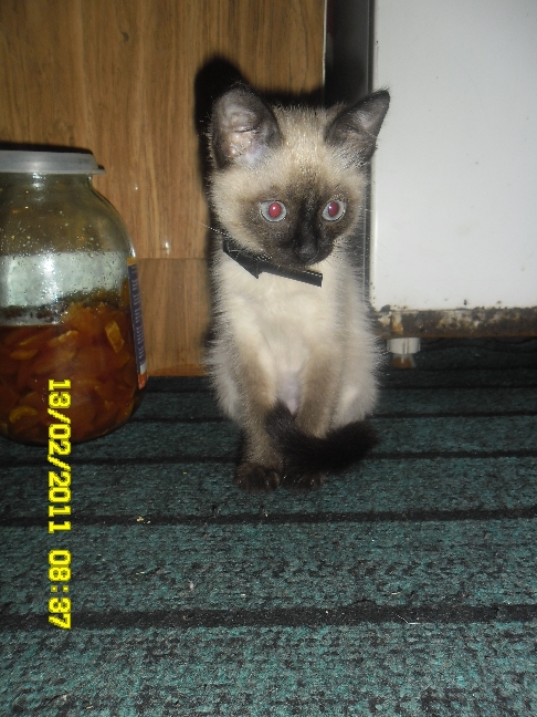 Котовторник 8 мая 2012
