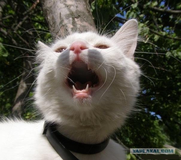 Котовторник 10. 07. 2012
