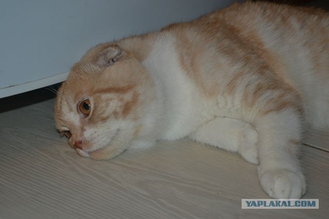 Котовторник 24.07.2012