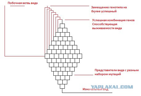 Каковы доказательства теории эволюции?