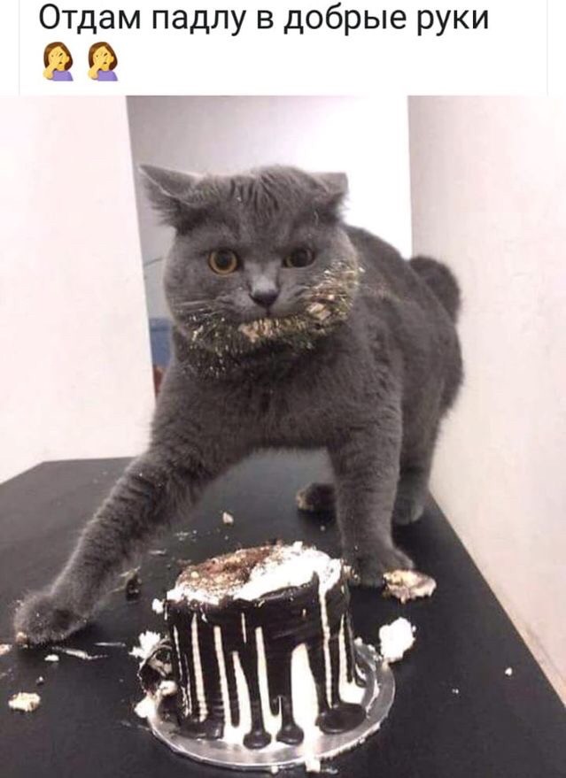 Картинки с надписями и коты, много котов