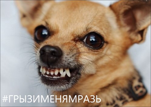 Наклейки «Вези меня, мразь» стали хитом у московских таксистов