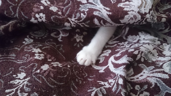 Разные картинки во вторник. С котами