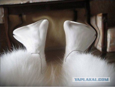 Фотожаба: Ноги котэ