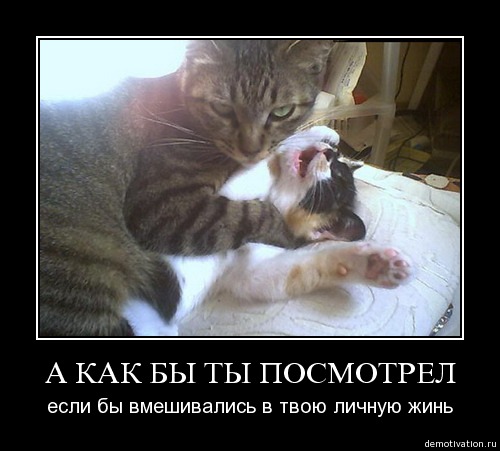 Мишкина любовь