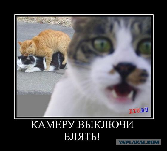 Веселуха на Савушкина