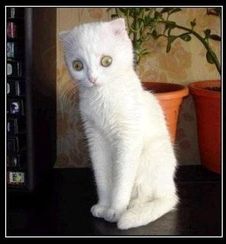 Кошак токсикоман