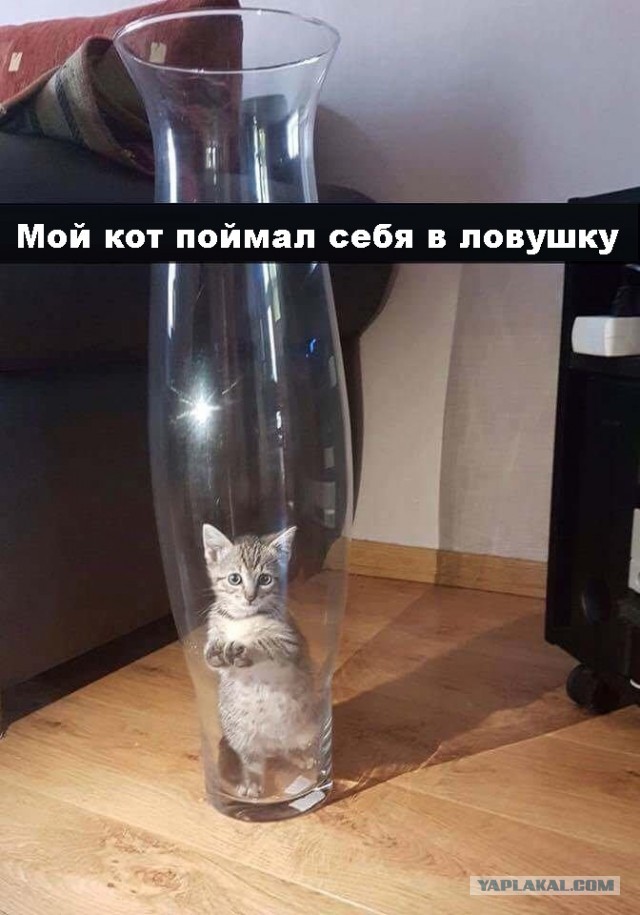 Картинки для поднятия настроения