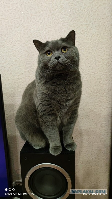 Котовторник 19.07.22