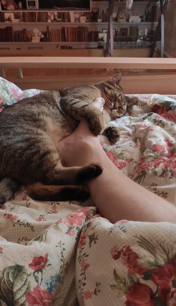 На котовторник