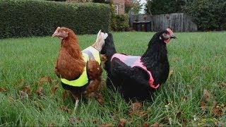 KFC будет продана российскому владельцу бизнеса и ребрендирована