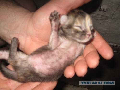 Котовторник 09.04.2013
