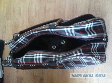 - Летите воробушки! Летите, голодные...