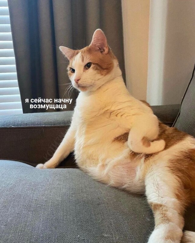 Котомемы 29.09.23