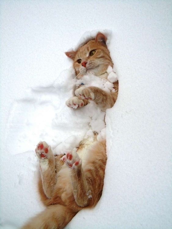 Котики из снега и котики на снегу