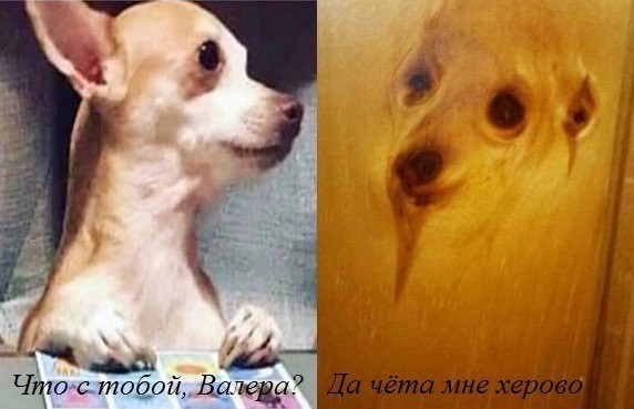 Веселое настроение в картинках