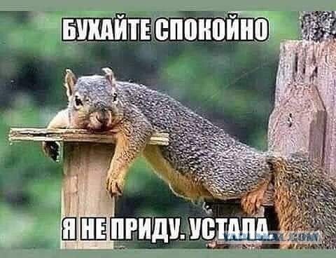 Учёные доказали, что грызунам нравится грызть!