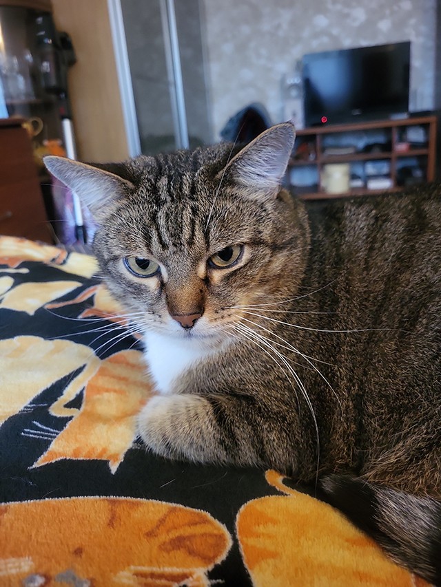 Котэвторник