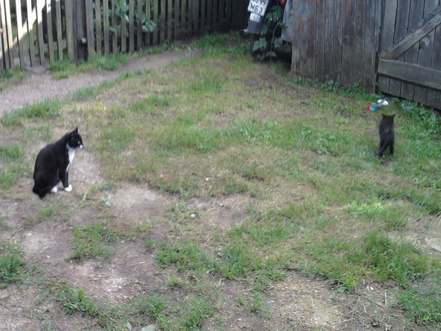 Котовторник  05.11.2013