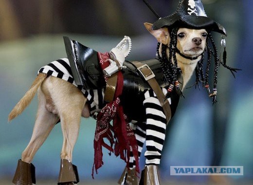 Животные
