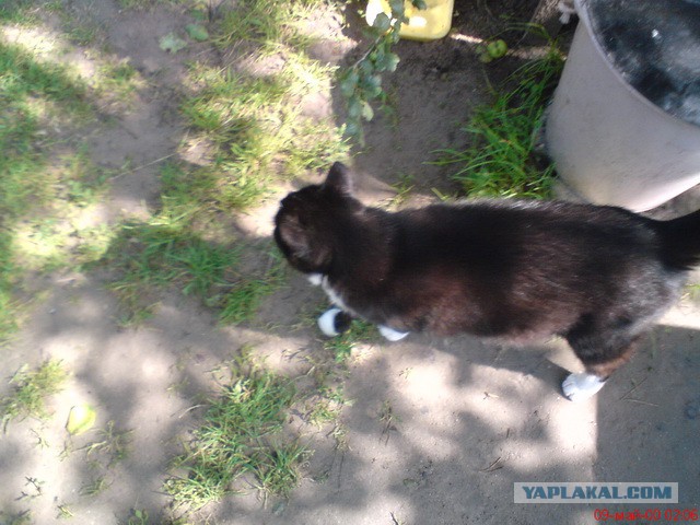 Котовторник 04.03.2014