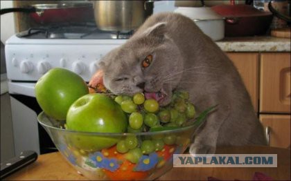 Без паники земляне