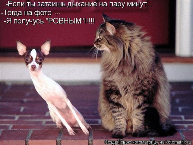 Коты и собаки