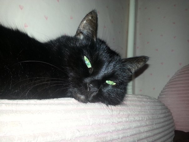 С Котовторником!