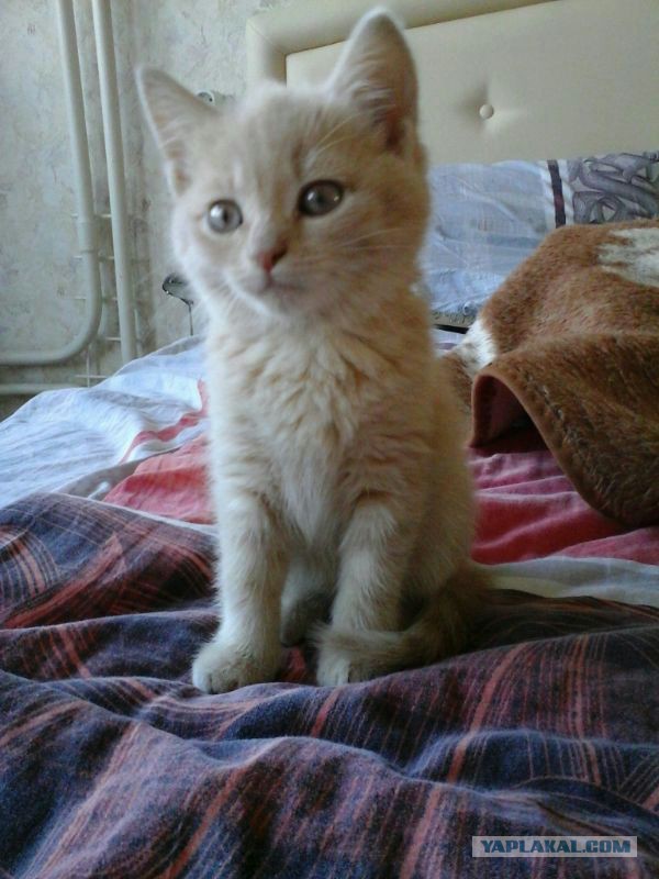 Котовторник 20.05.2014