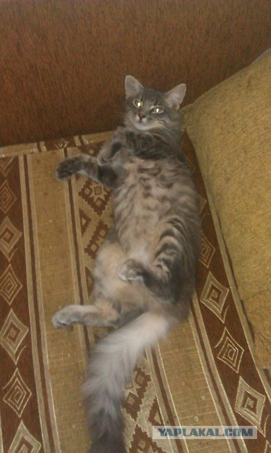 Кот - новый питомец