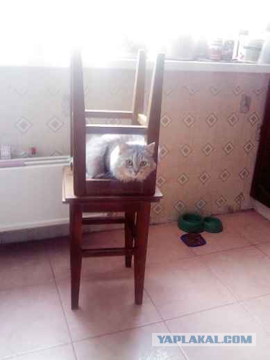 Беспредел котовский! 18+