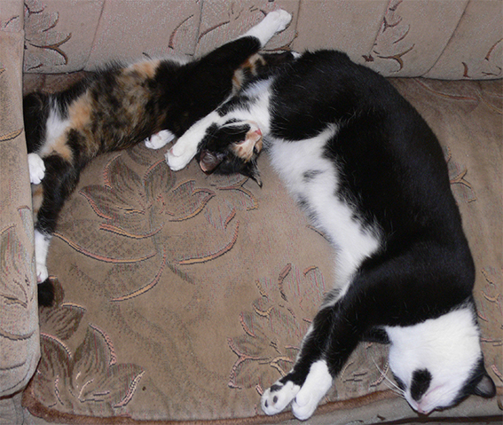Котовторник 2.12.14