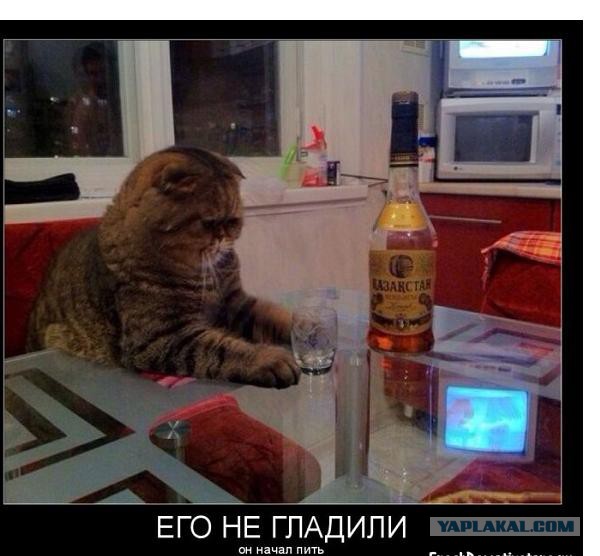 Рыжий помогает играть на пианине