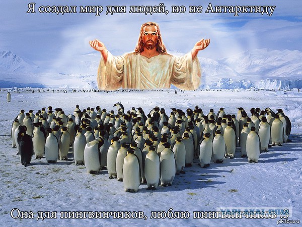 Как мы пингвина плавать учили