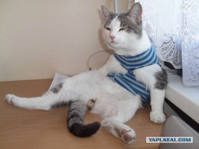 Когда оставляешь кота на время другу