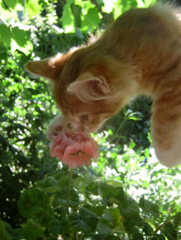 Котовторник наступил!:)