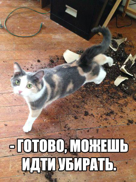 На работу вместе со своим котейкой